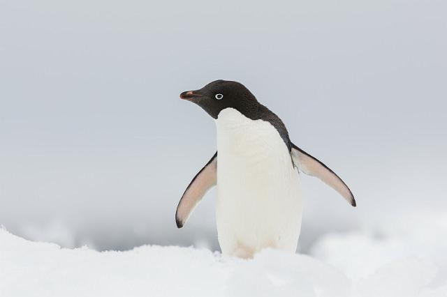 090 Antarctica, Hope Bay, adeliepinguin.jpg